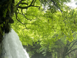 滝の裏側に回り込める、絶景スポット！in黒川温泉付近